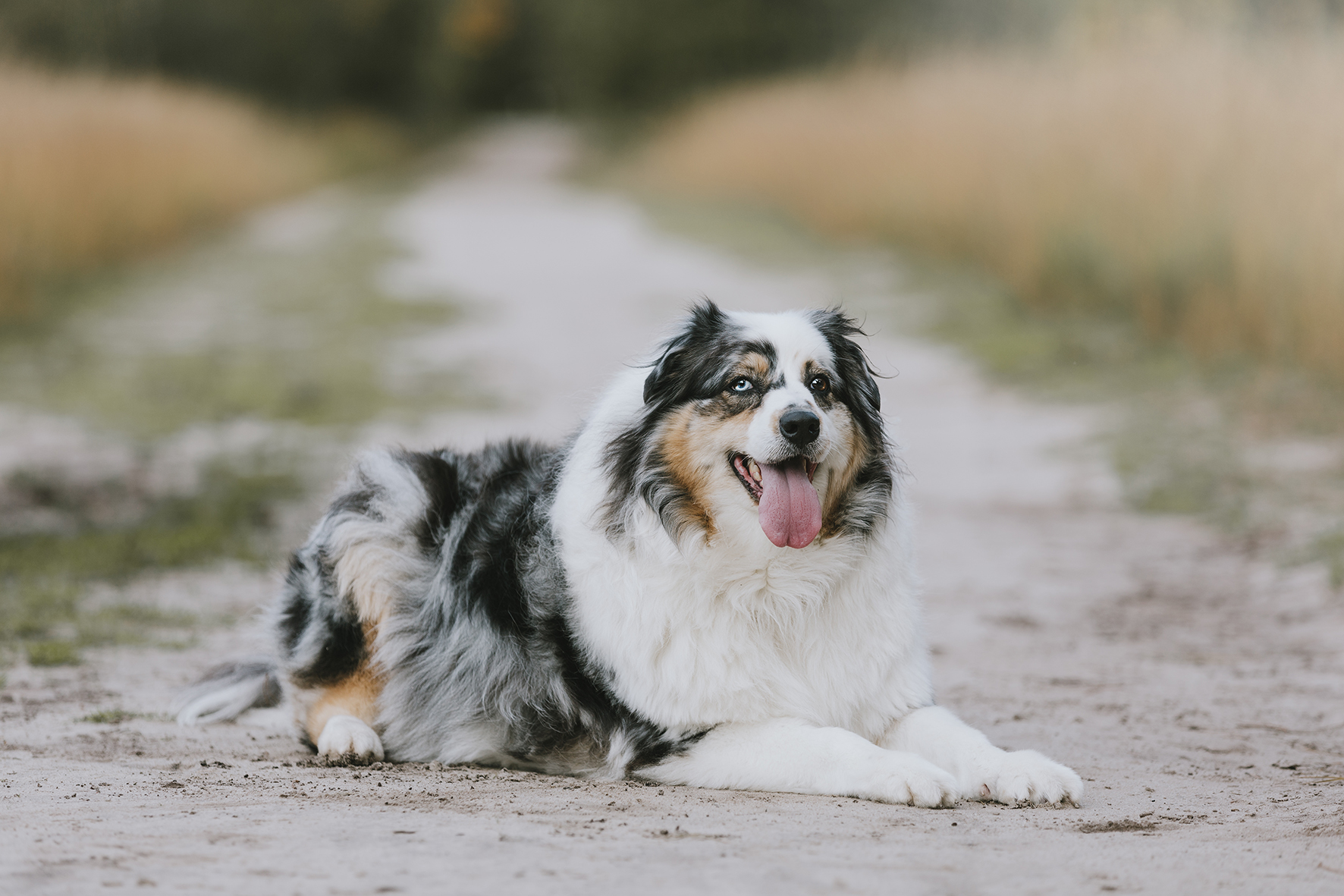 Hond