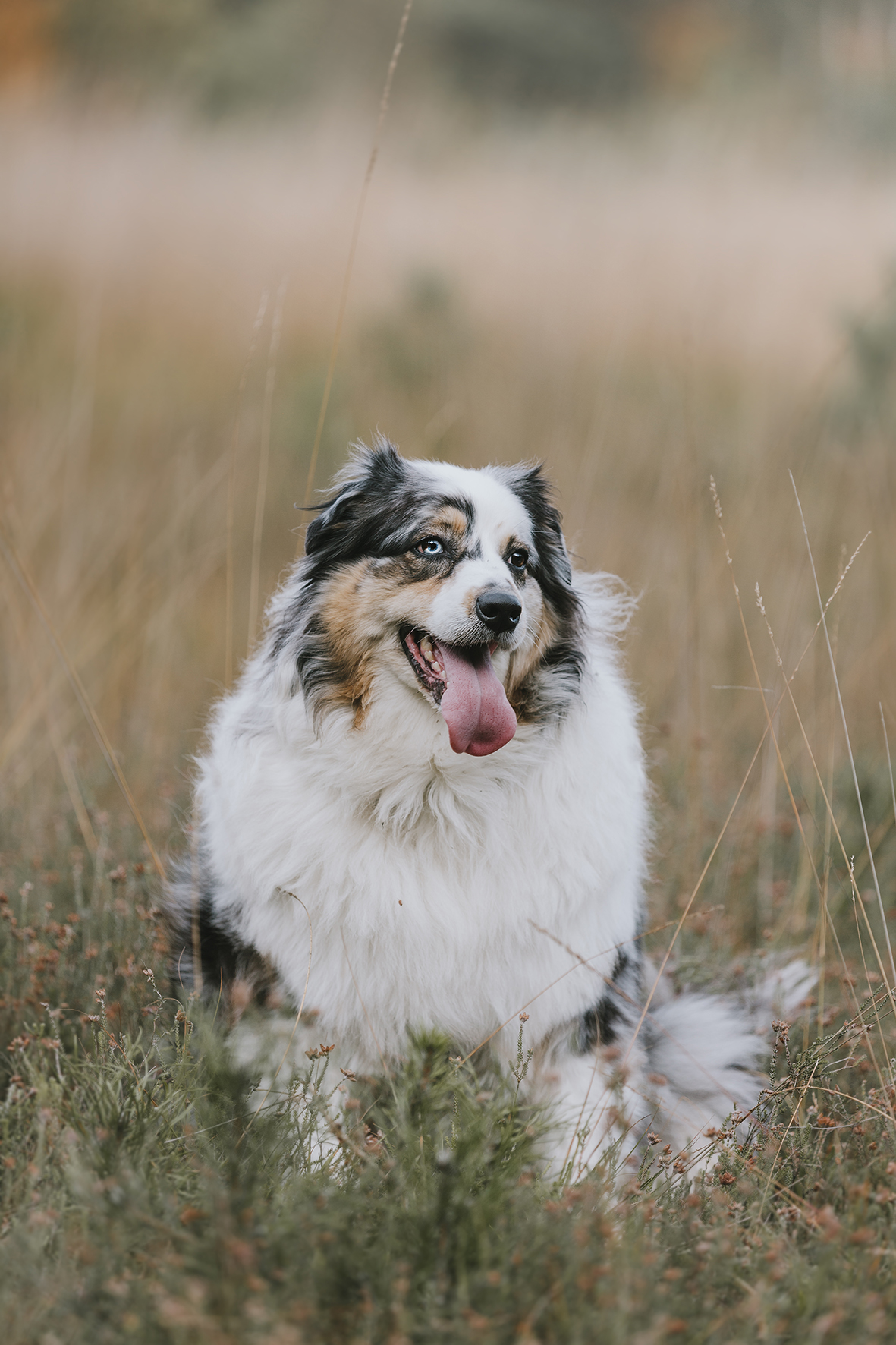 Hond