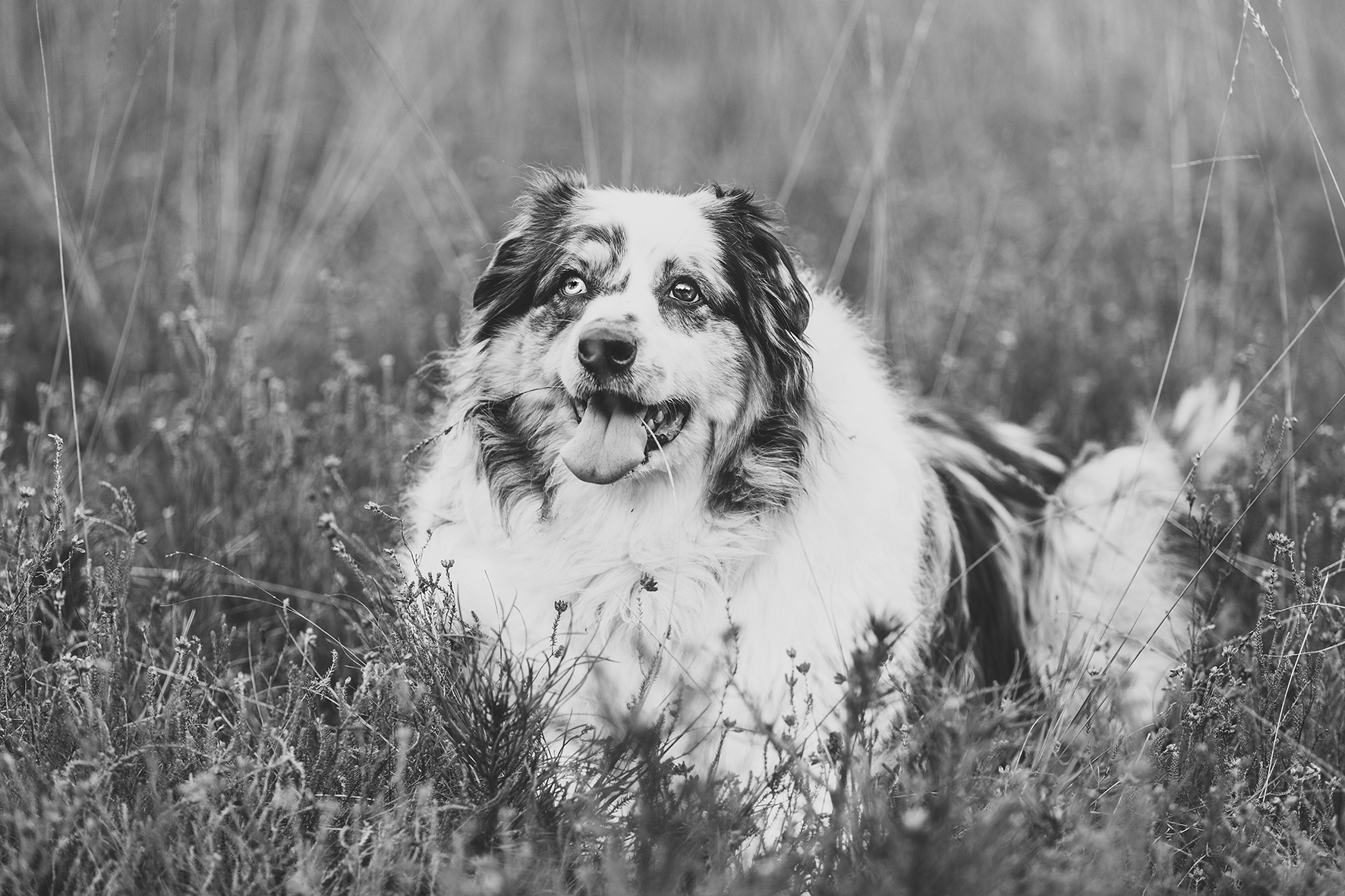 Hond